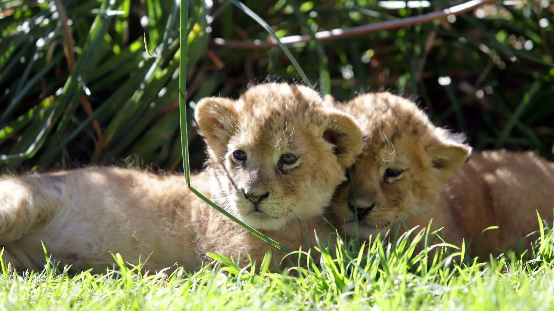 Zoológicos en Puebla